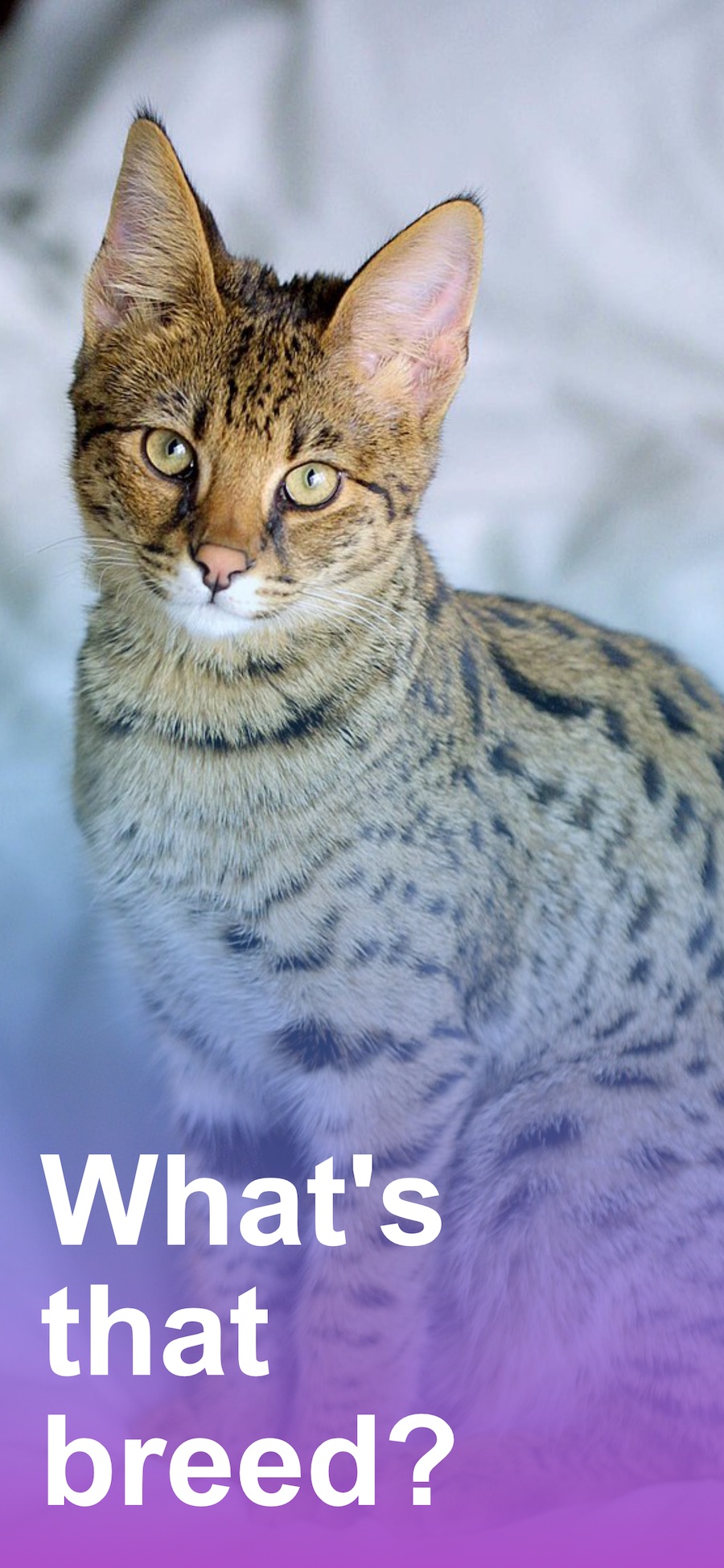 Find Cat Breed screenshot